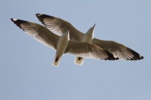Seagull photo taken in Navi Mumbai